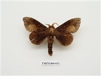 藏品(大灰枯葉蛾)的圖片